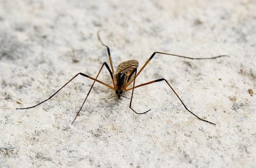 Réf. 279 125 : Limonia maculipennis